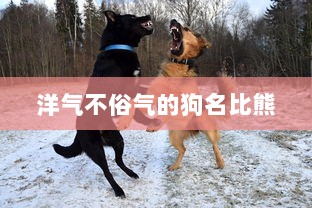 洋气不俗气的狗名比熊