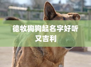 德牧狗狗起名字好听又吉利