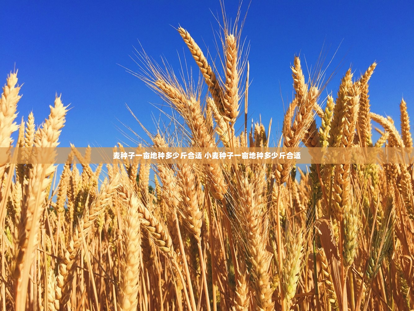 麦种子一亩地种多少斤合适 小麦种子一亩地种多少斤合适