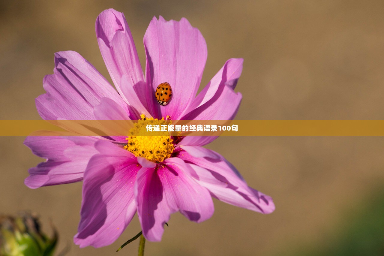 传递正能量的经典语录100句  第1张