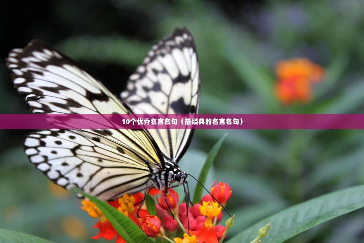 10个优秀名言名句（最经典的名言名句）  第1张