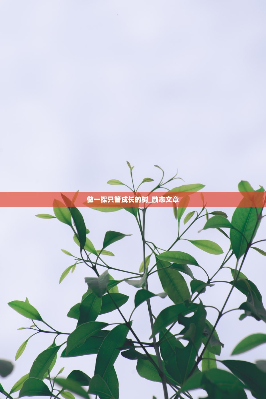做一棵只管成长的树_励志文章