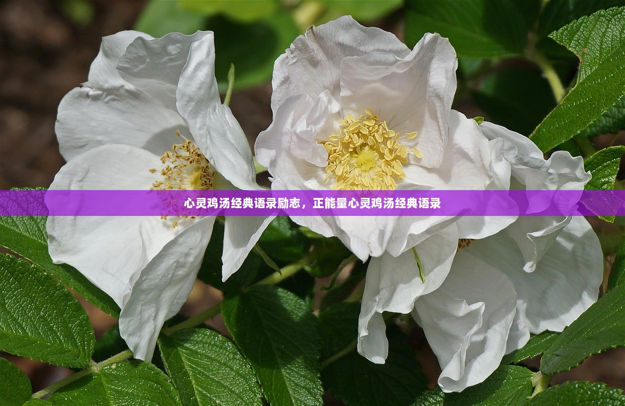 心灵鸡汤经典语录励志，正能量心灵鸡汤经典语录