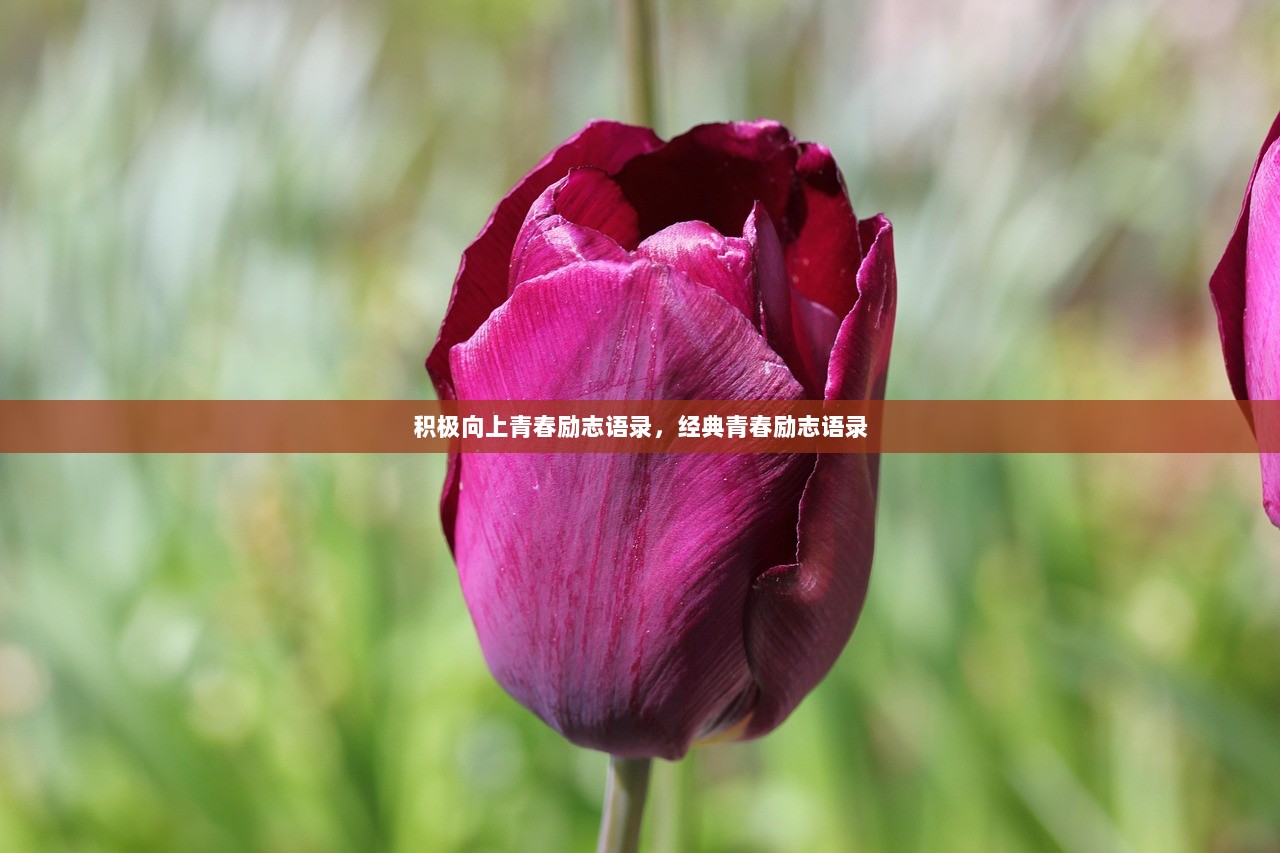 积极向上青春励志语录，经典青春励志语录
