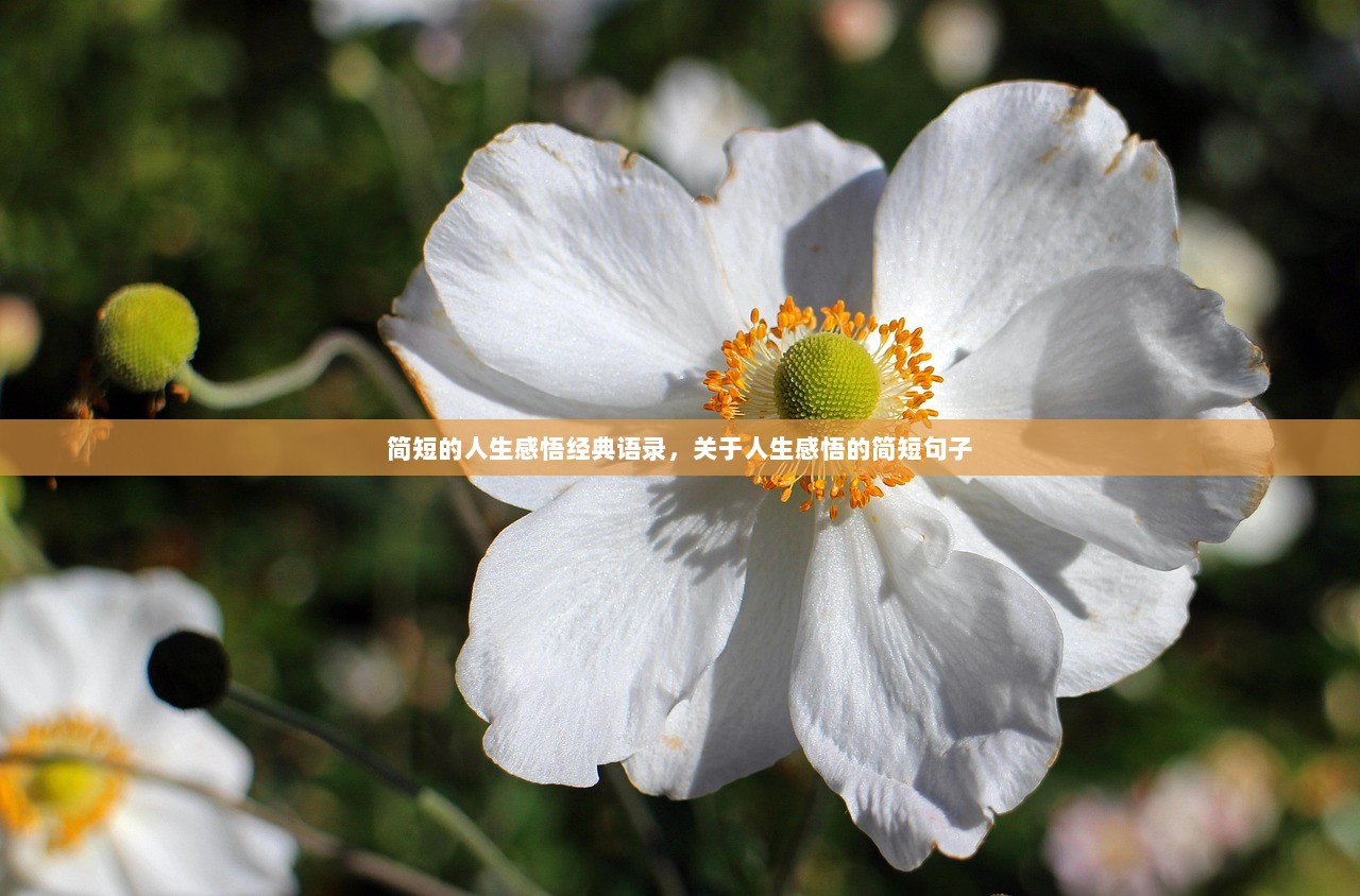 简短的人生感悟经典语录，关于人生感悟的简短句子