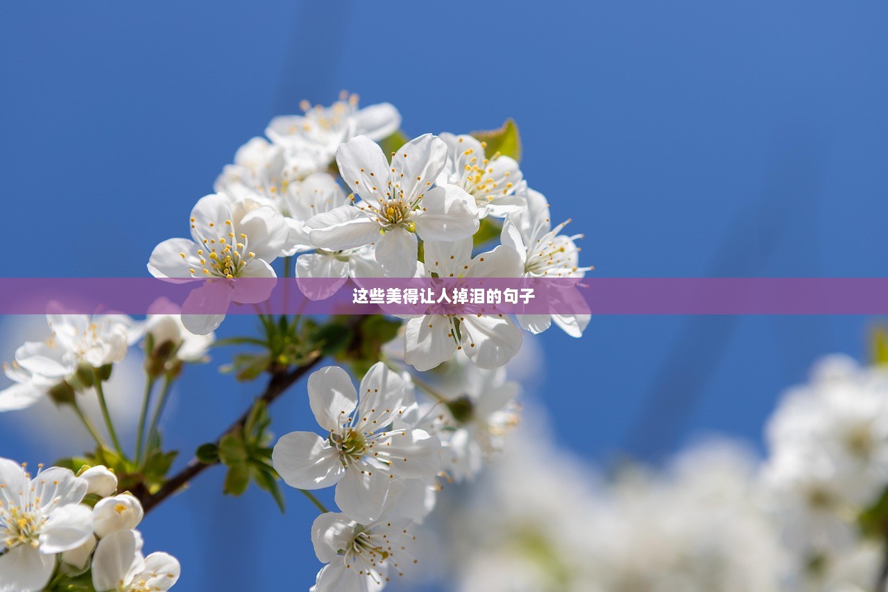 这些美得让人掉泪的句子