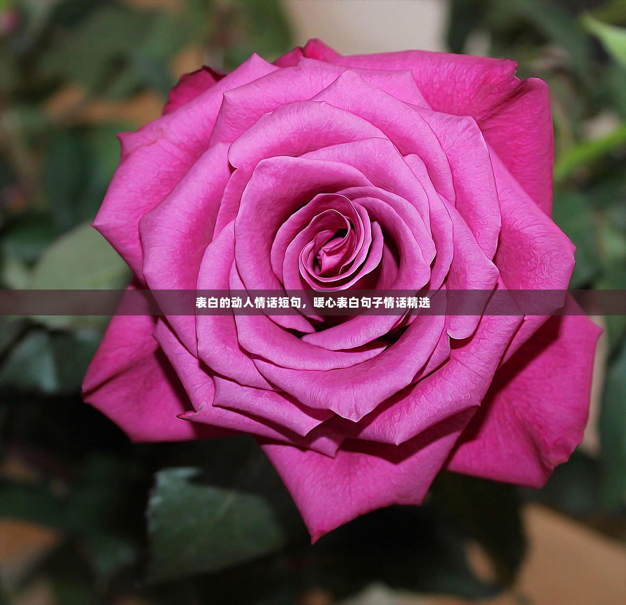 表白的动人情话短句，暖心表白句子情话精选