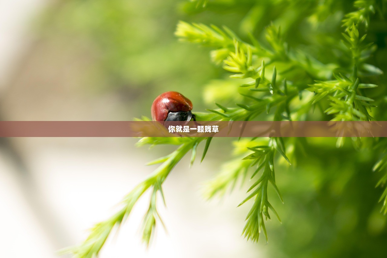 你就是一颗贱草