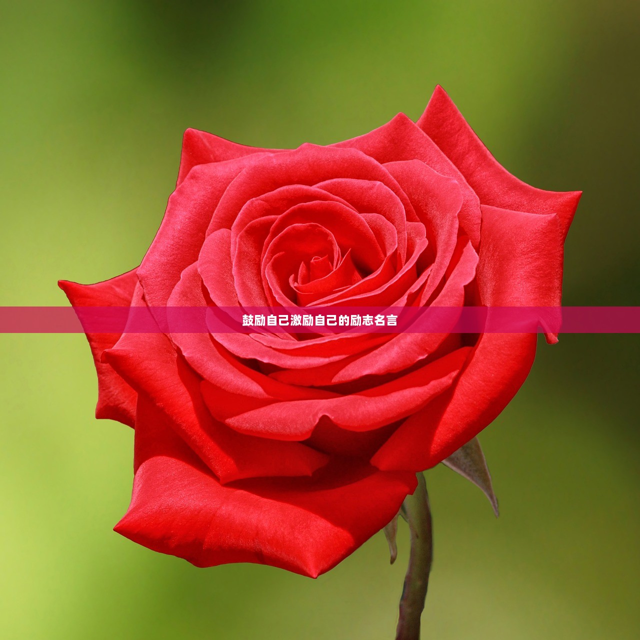鼓励自己激励自己的励志名言