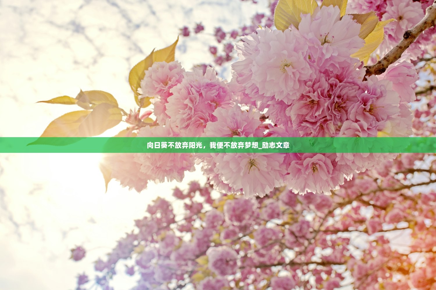 向日葵不放弃阳光，我便不放弃梦想_励志文章