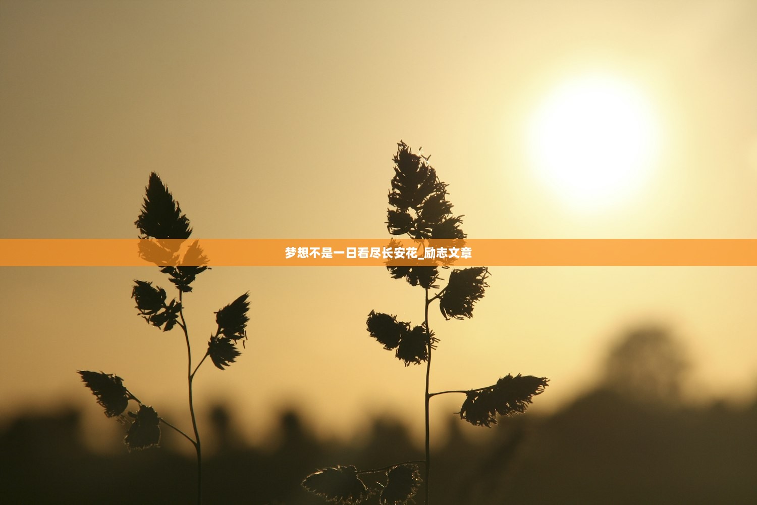 梦想不是一日看尽长安花_励志文章