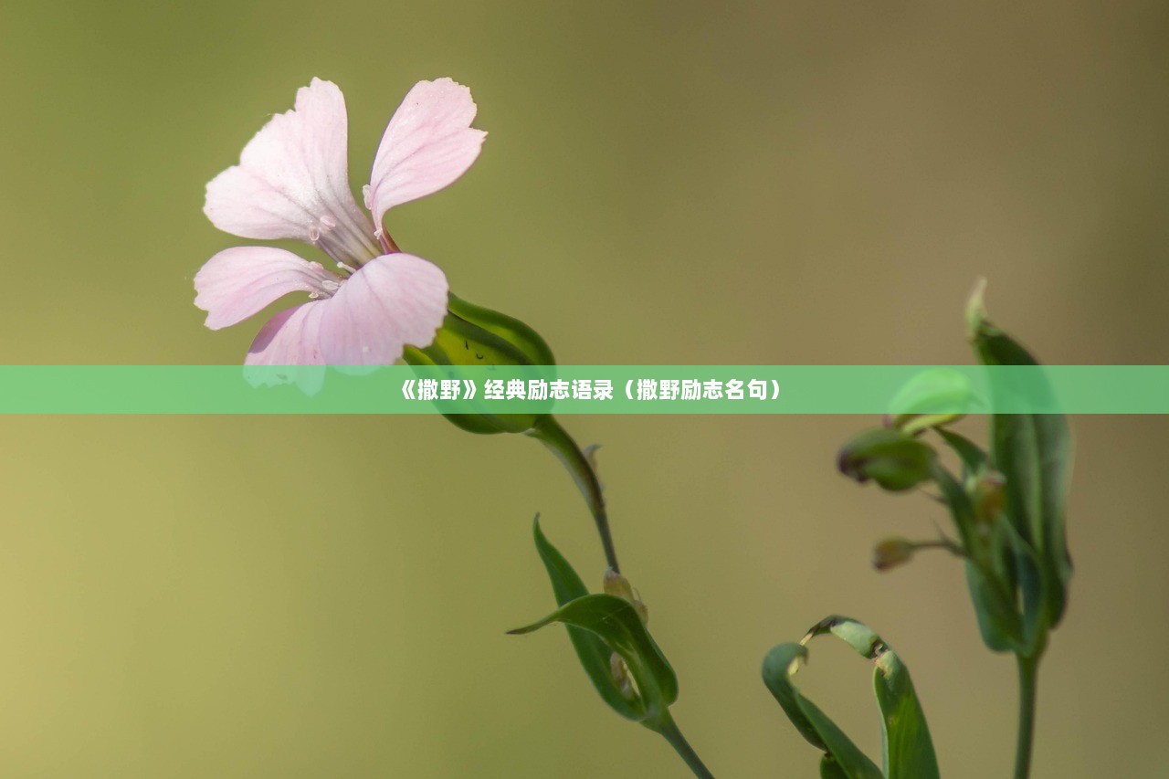 《撒野》经典励志语录（撒野励志名句）