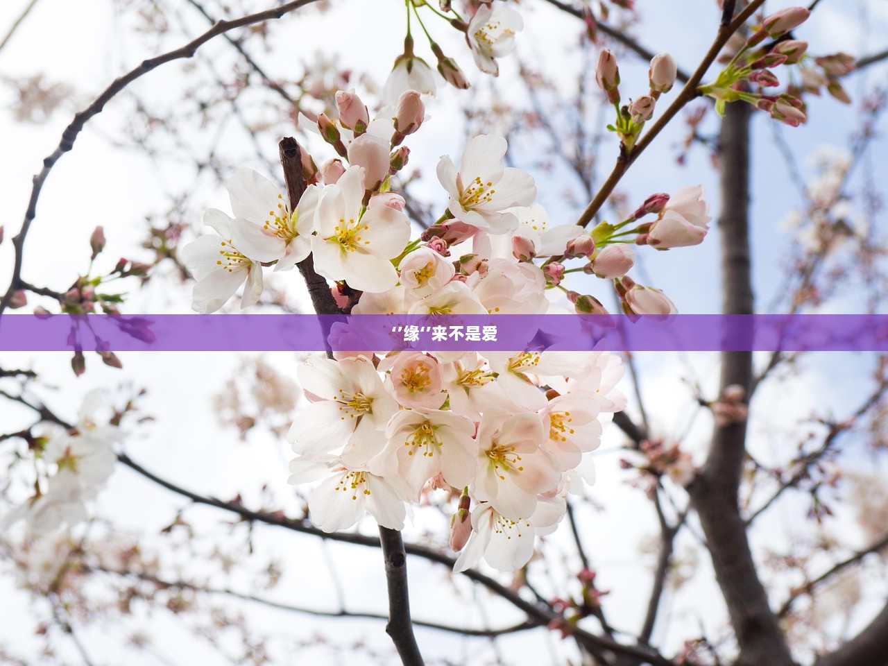 ‘’缘‘’来不是爱  第1张