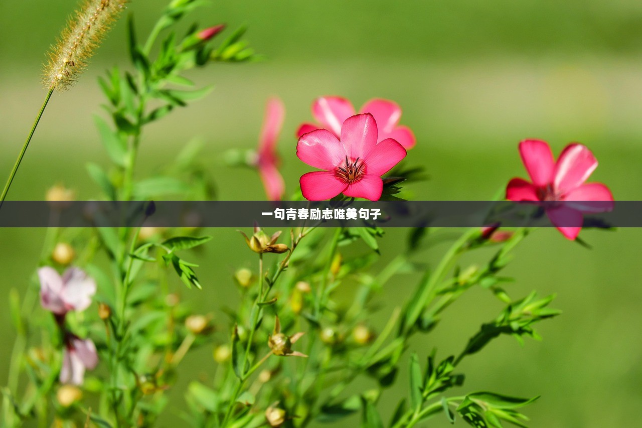 一句青春励志唯美句子