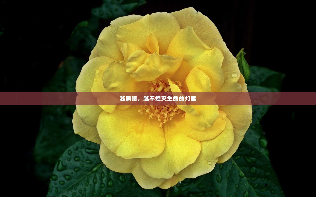 越黑暗，越不熄灭生命的灯盏