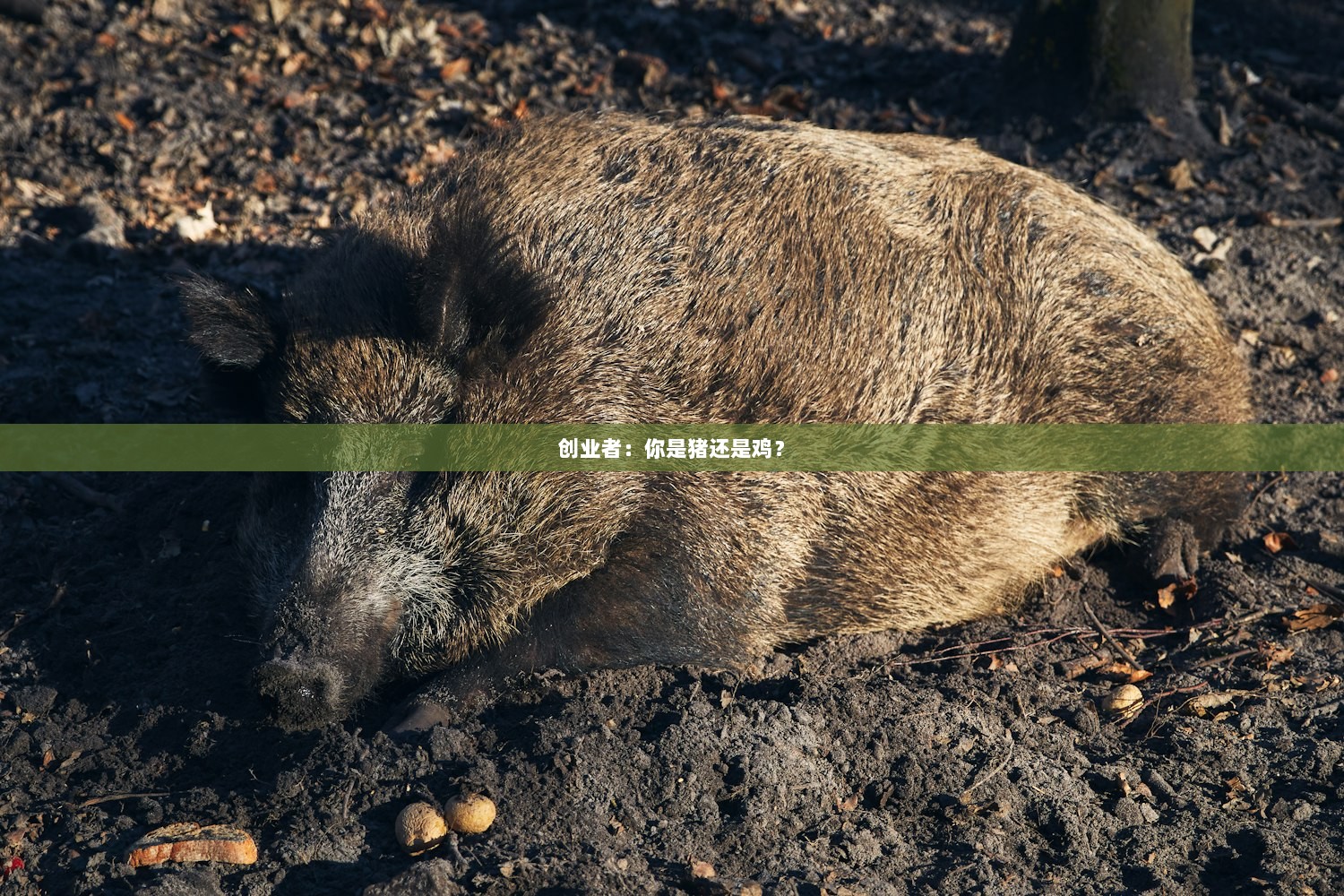创业者：你是猪还是鸡？