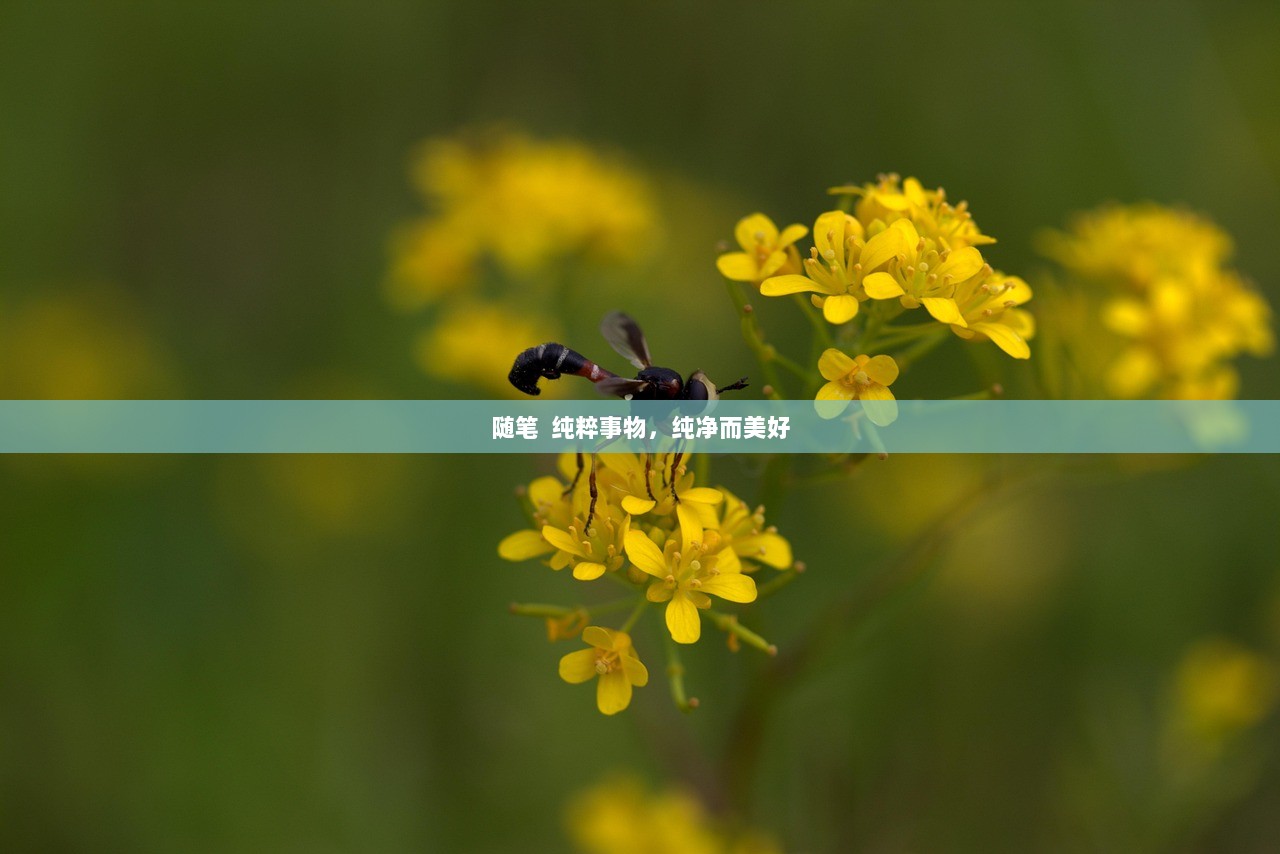 随笔  纯粹事物，纯净而美好