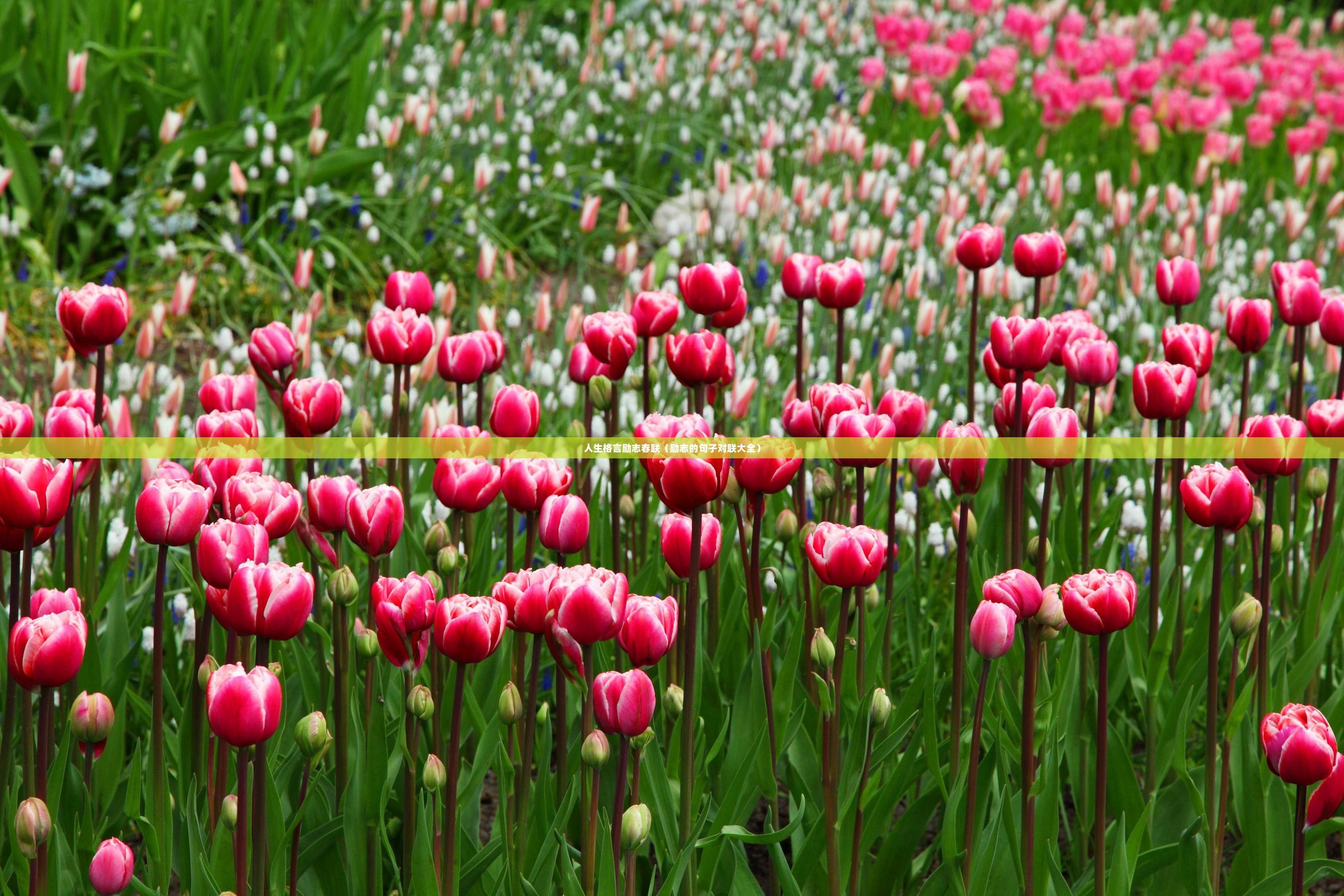 人生格言励志春联（励志的句子对联大全）