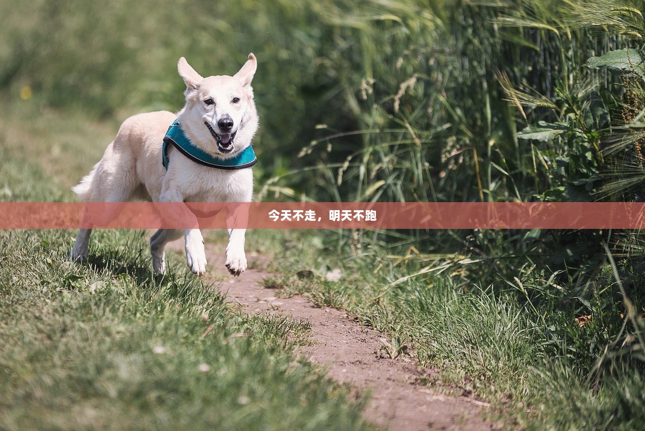 今天不走，明天不跑