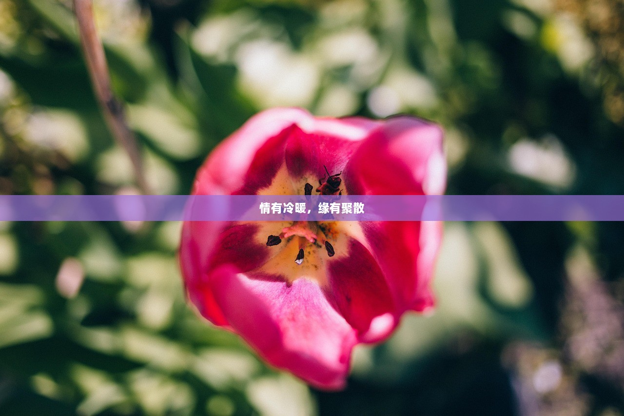 情有冷暖，缘有聚散  第1张