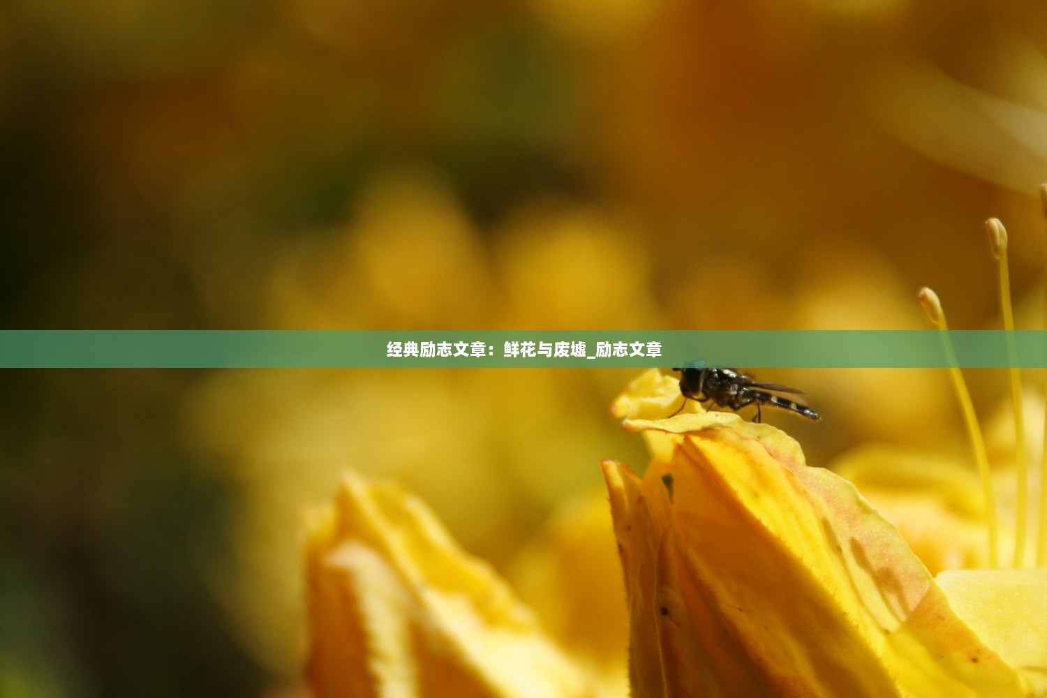 经典励志文章：鲜花与废墟_励志文章