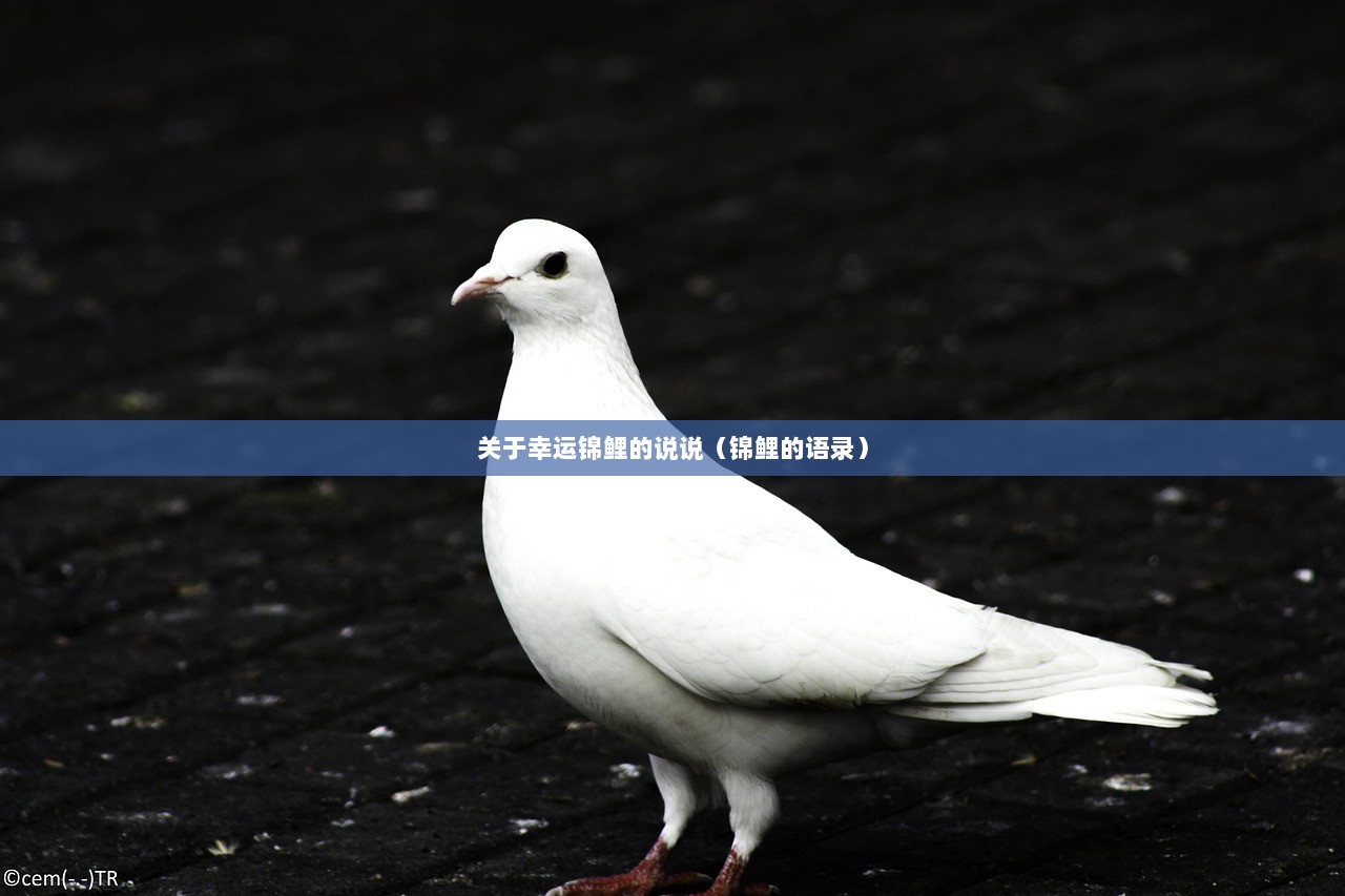 关于幸运锦鲤的说说（锦鲤的语录）