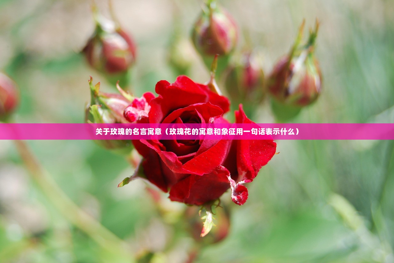 关于玫瑰的名言寓意（玫瑰花的寓意和象征用一句话表示什么）