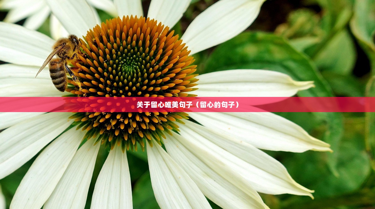 关于留心唯美句子（留心的句子）