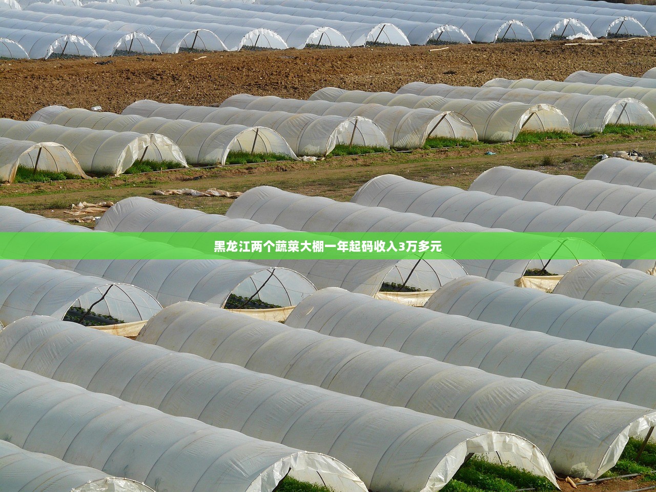 黑龙江两个蔬菜大棚一年起码收入3万多元