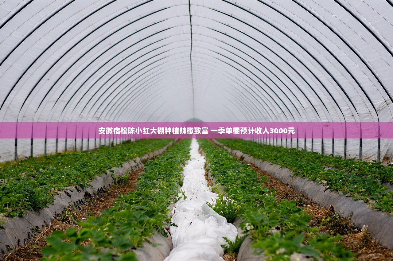 安徽宿松陈小红大棚种植辣椒致富 一季单棚预计收入3000元 第1张 安徽宿松陈小红大棚种植辣椒致富 一季单棚预计收入3000元 第1张