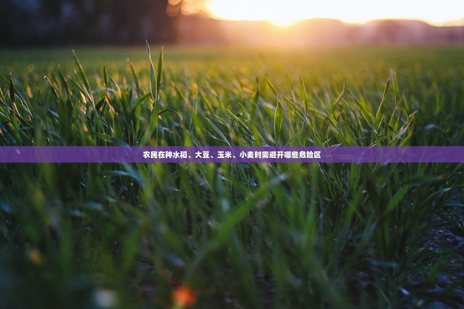 农民在种水稻、大豆、玉米、小麦时需避开哪些危险区  第1张