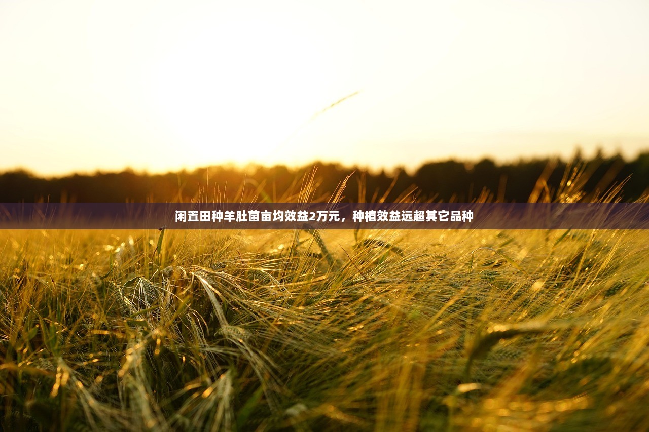 闲置田种羊肚菌亩均效益2万元，种植效益远超其它品种