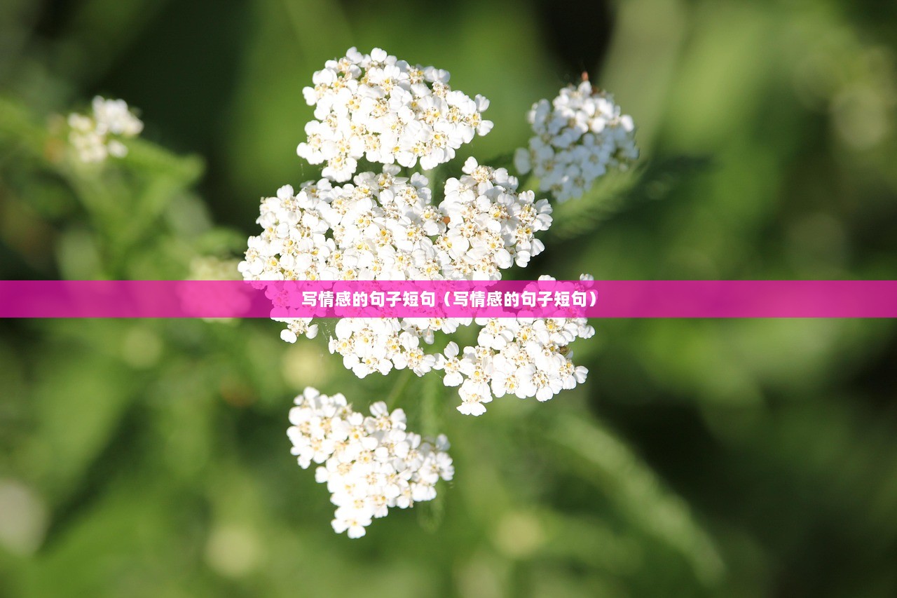 写情感的句子短句（写情感的句子短句）