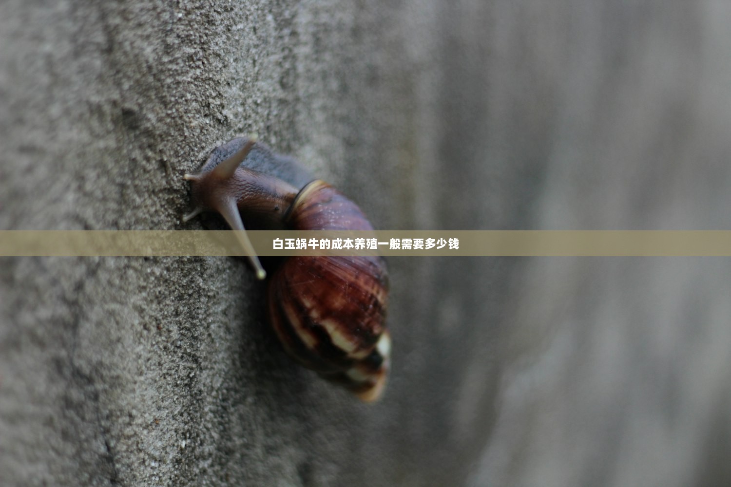 白玉蜗牛的成本养殖一般需要多少钱