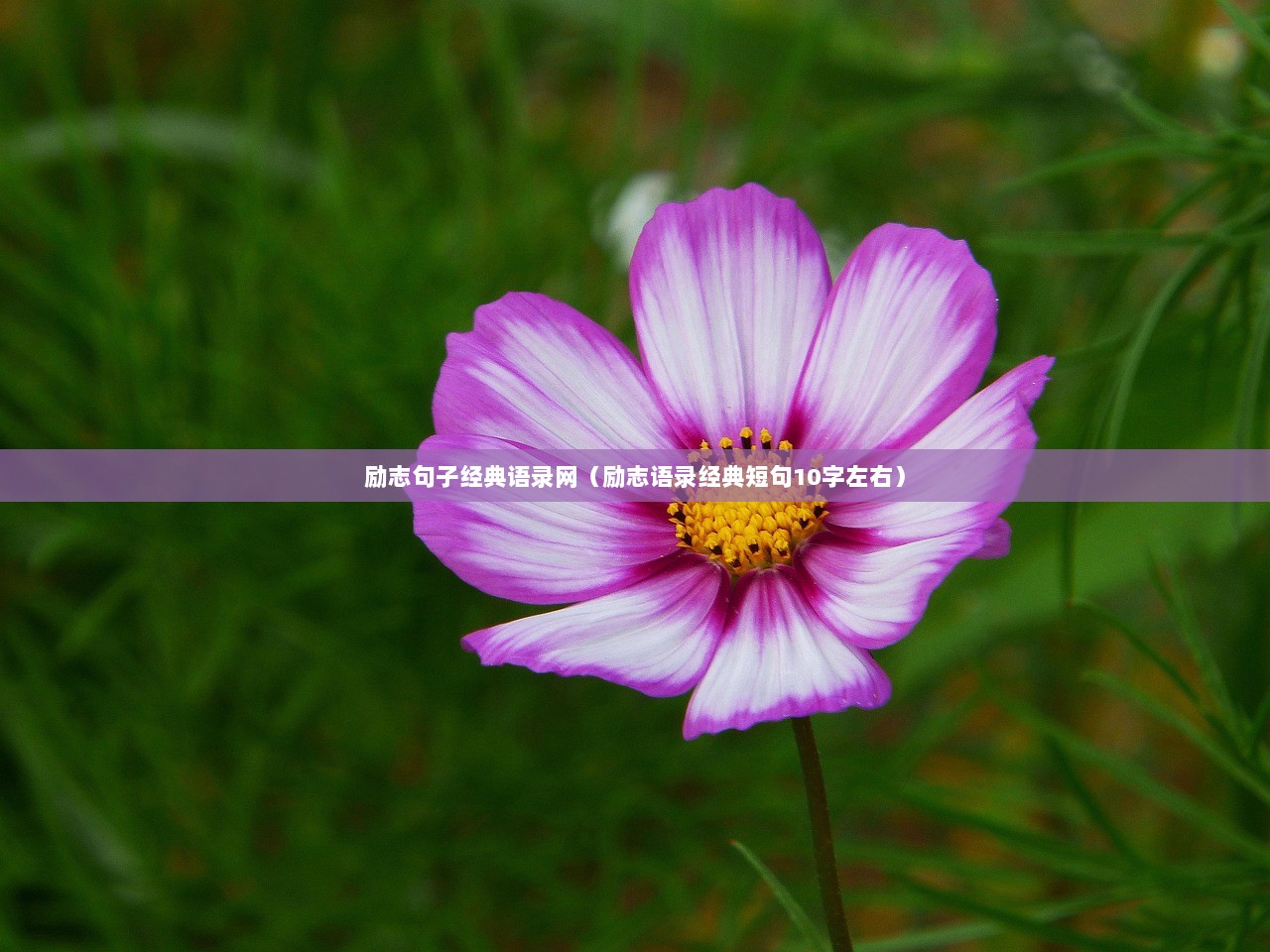 励志句子经典语录网（励志语录经典短句10字左右）
