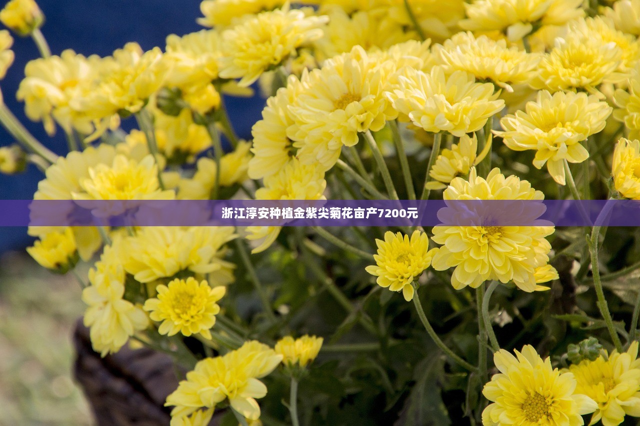 浙江淳安种植金紫尖菊花亩产7200元  第1张