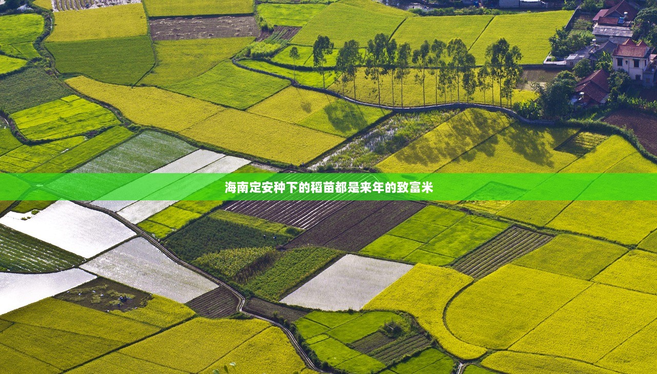 海南定安种下的稻苗都是来年的致富米  第1张