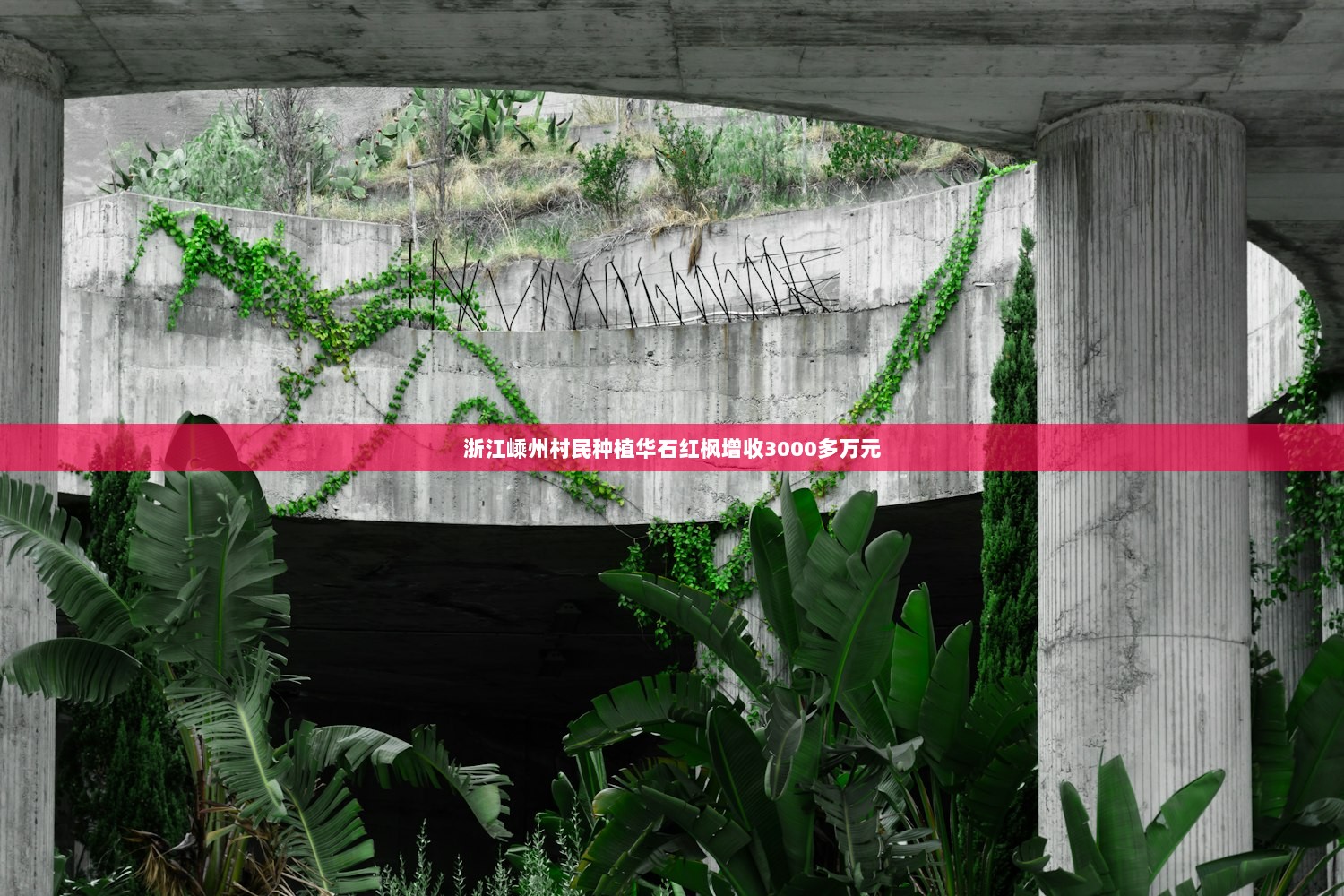 浙江嵊州村民种植华石红枫增收3000多万元