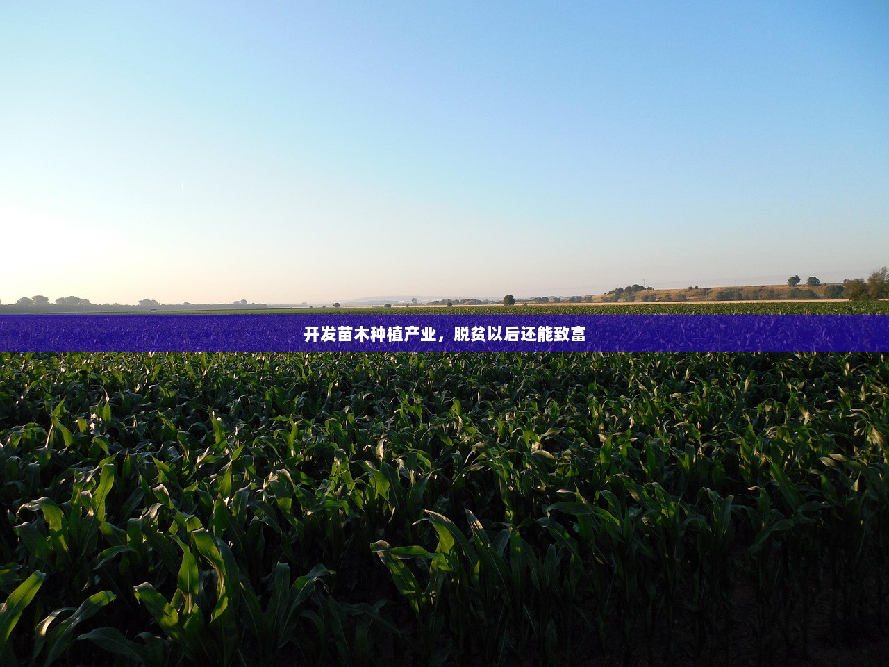 开发苗木种植产业，脱贫以后还能致富