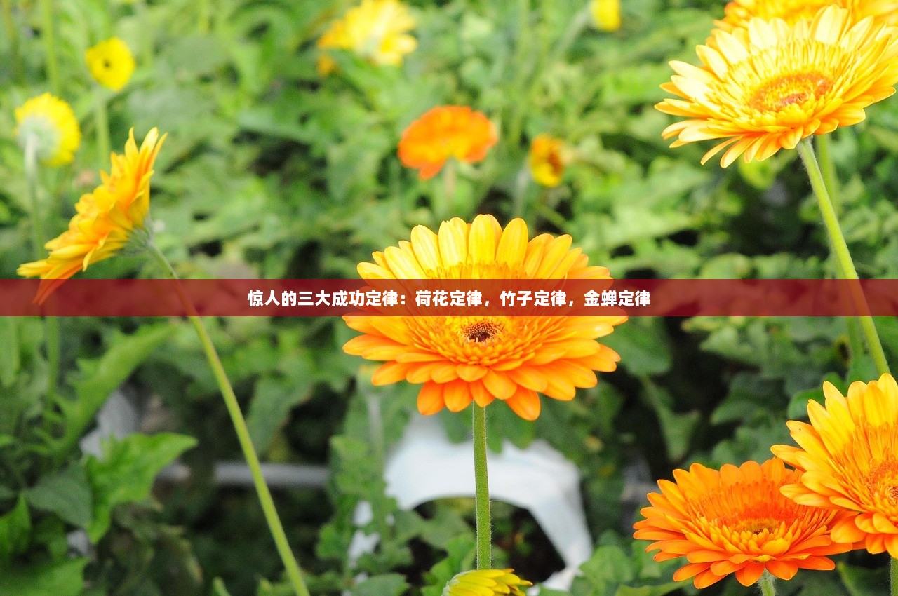 惊人的三大成功定律：荷花定律，竹子定律，金蝉定律