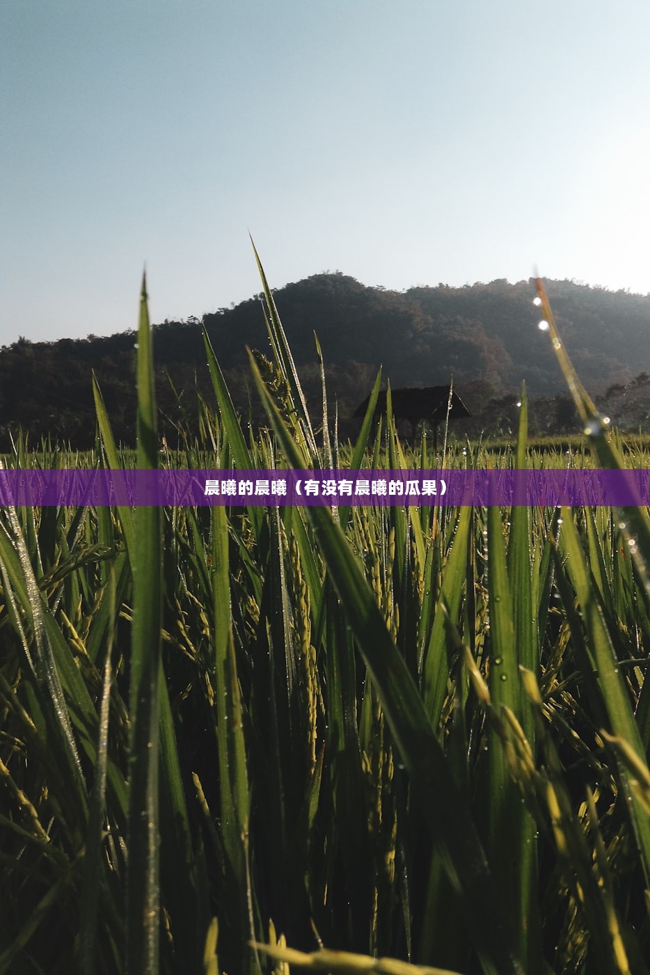 晨曦的晨曦（有没有晨曦的瓜果）