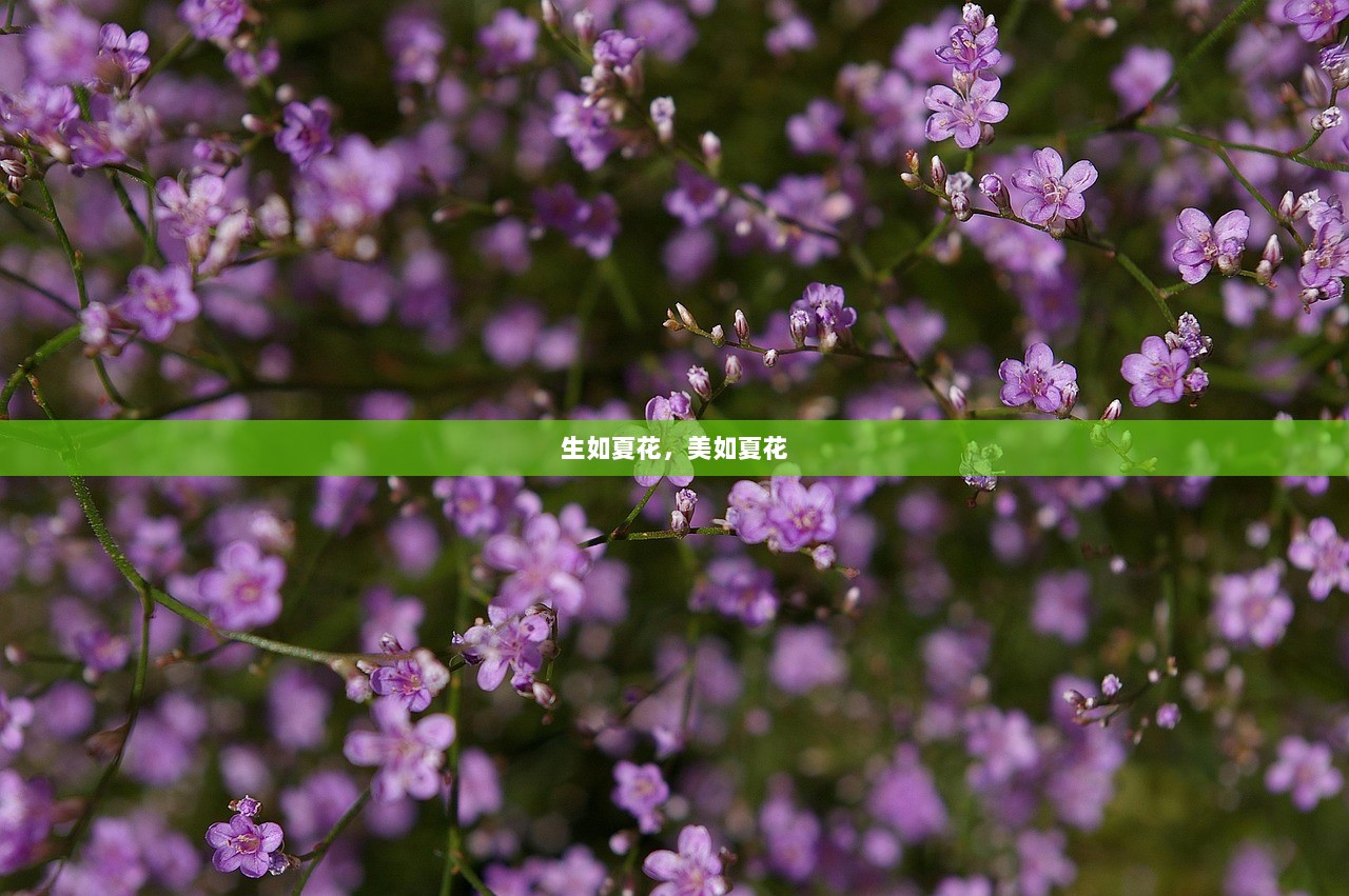 生如夏花，美如夏花