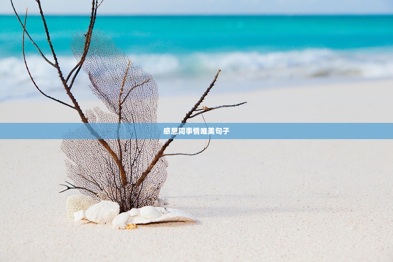 感恩同事情唯美句子  第1张