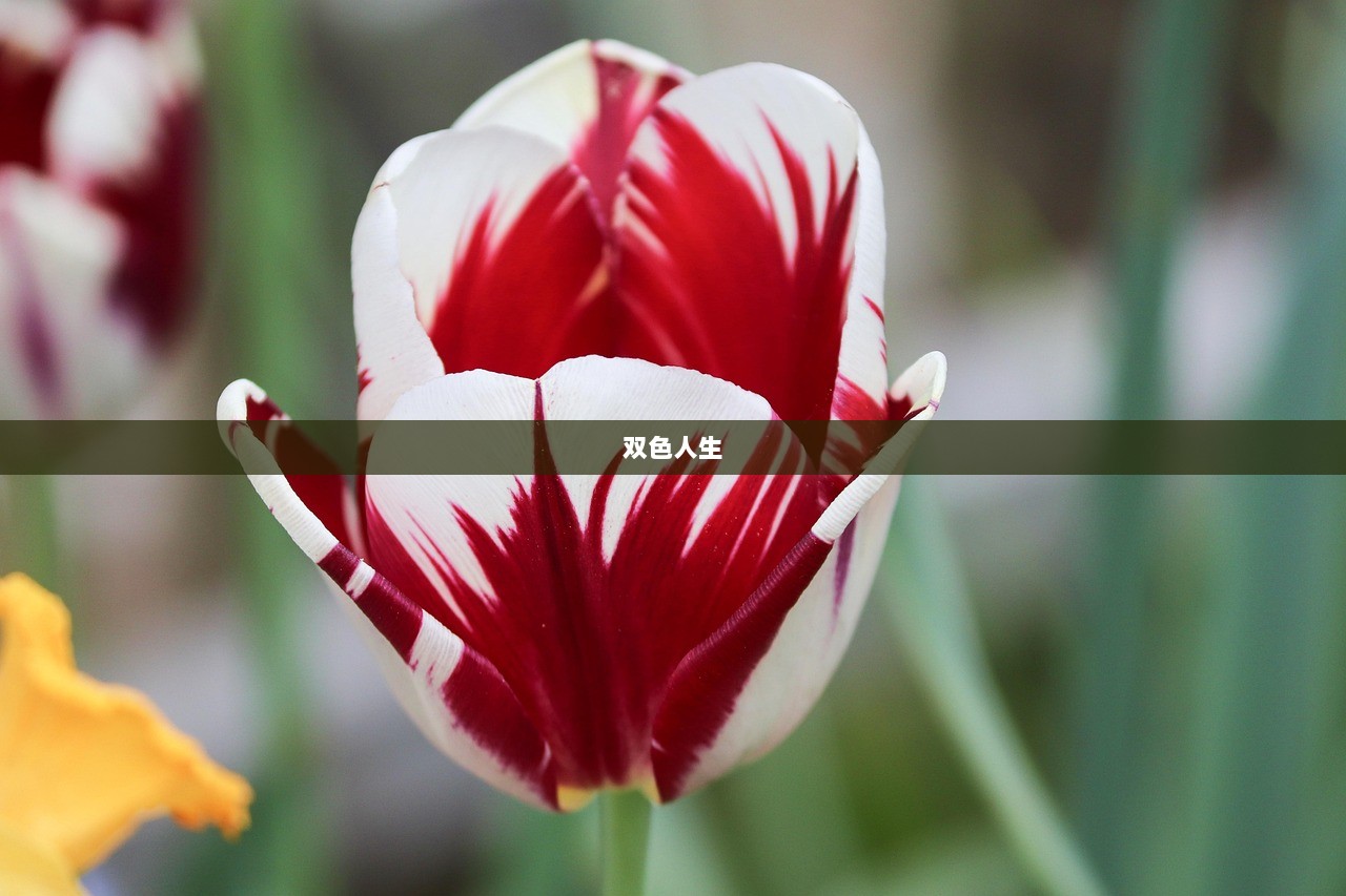 双色人生