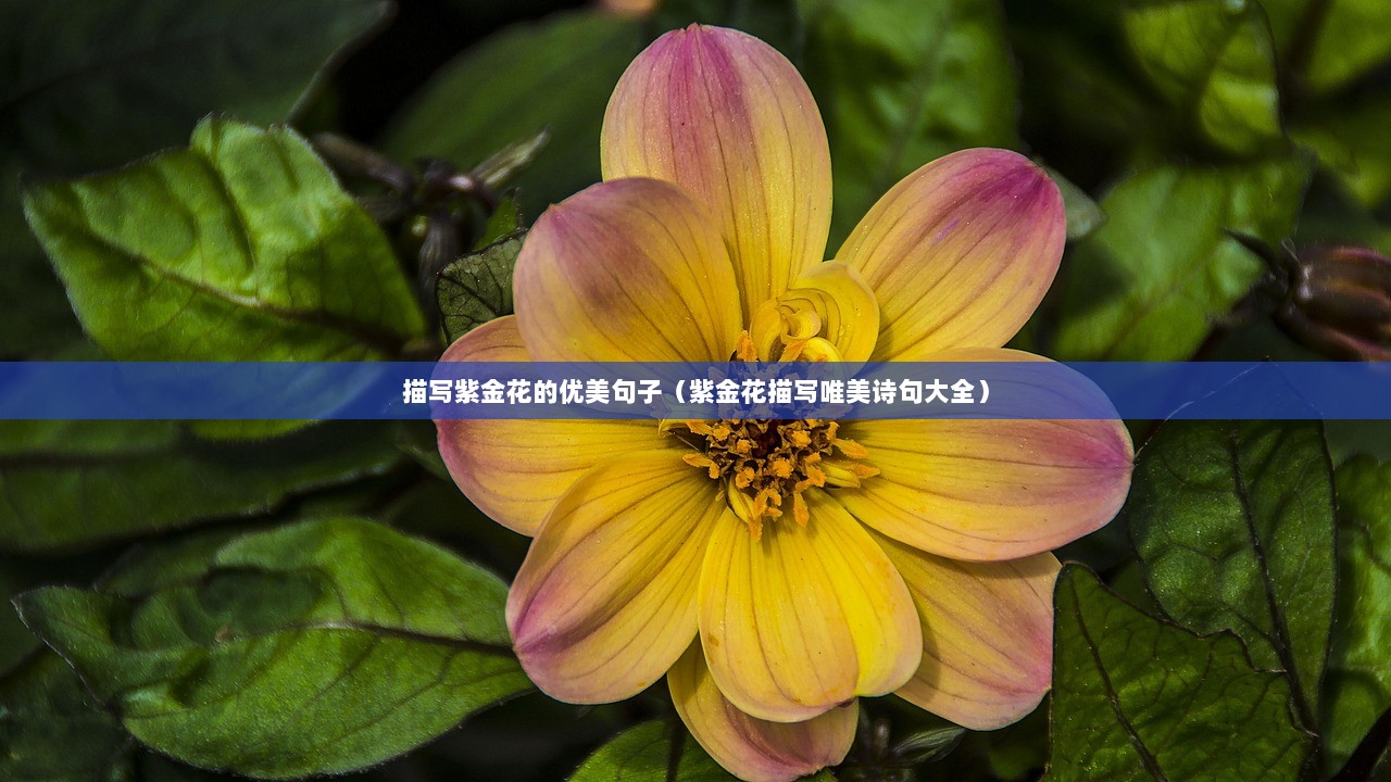 描写紫金花的优美句子（紫金花描写唯美诗句大全）