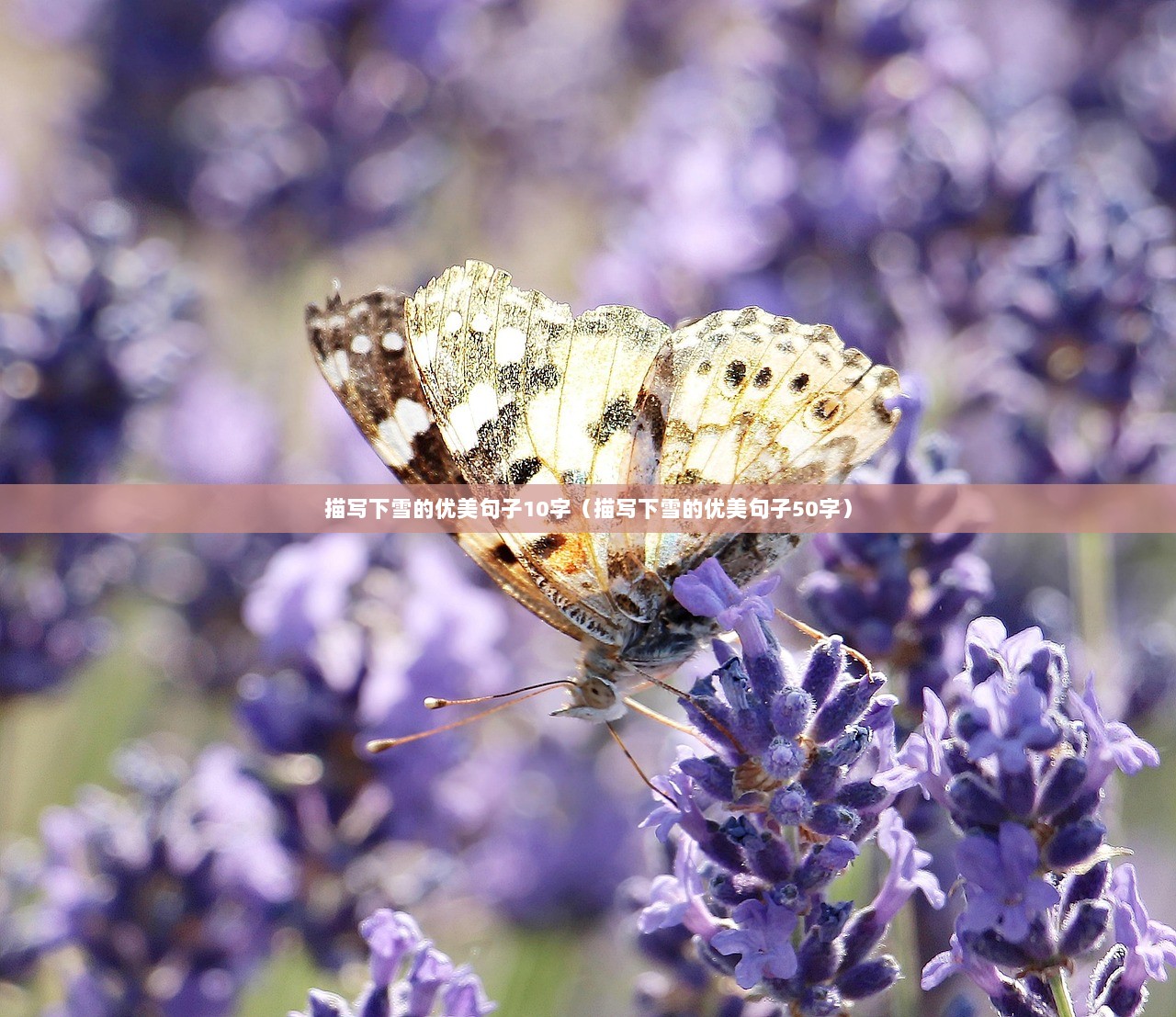 描写下雪的优美句子10字（描写下雪的优美句子50字）