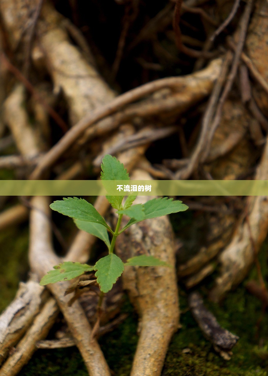 不流泪的树