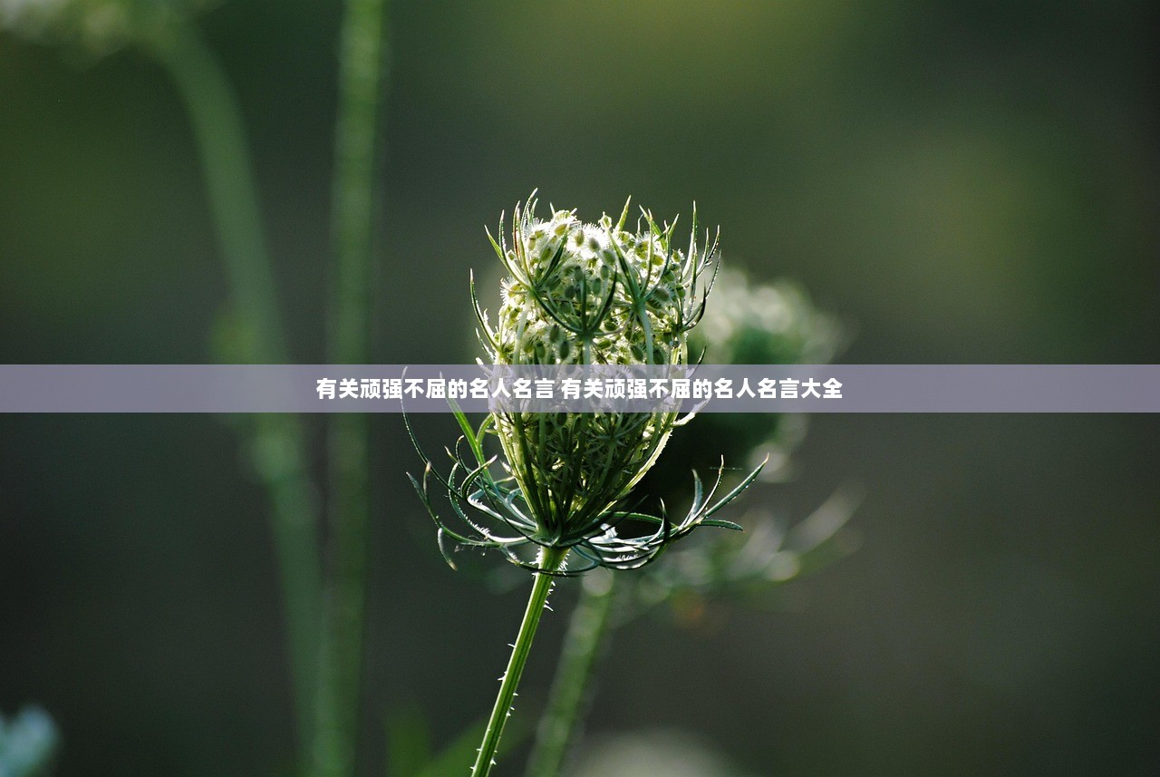 有关顽强不屈的名人名言 有关顽强不屈的名人名言大全