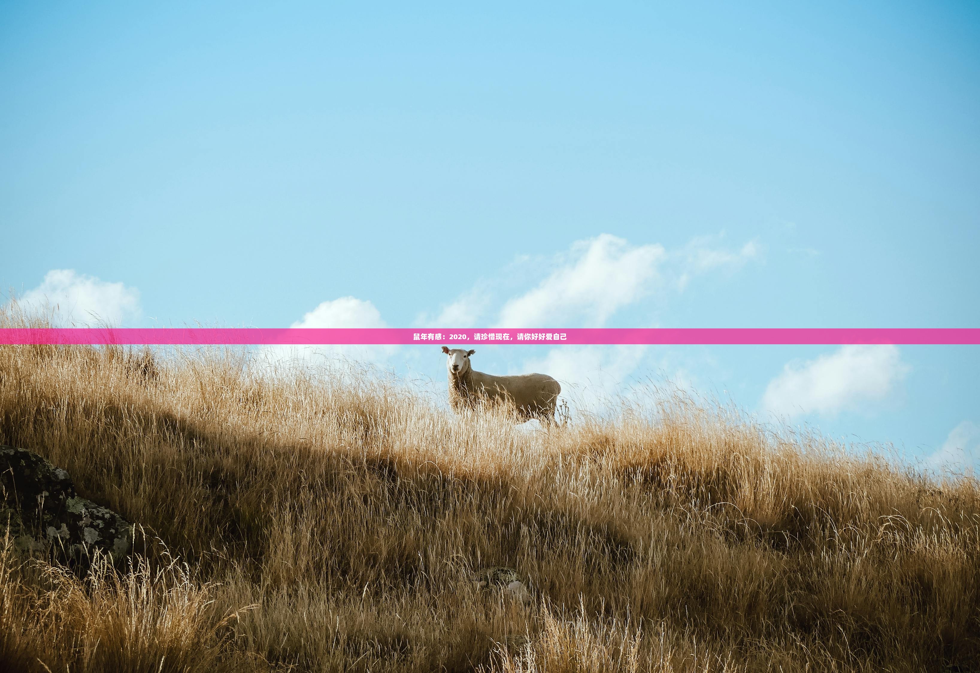 鼠年有感：2020，请珍惜现在，请你好好爱自己
