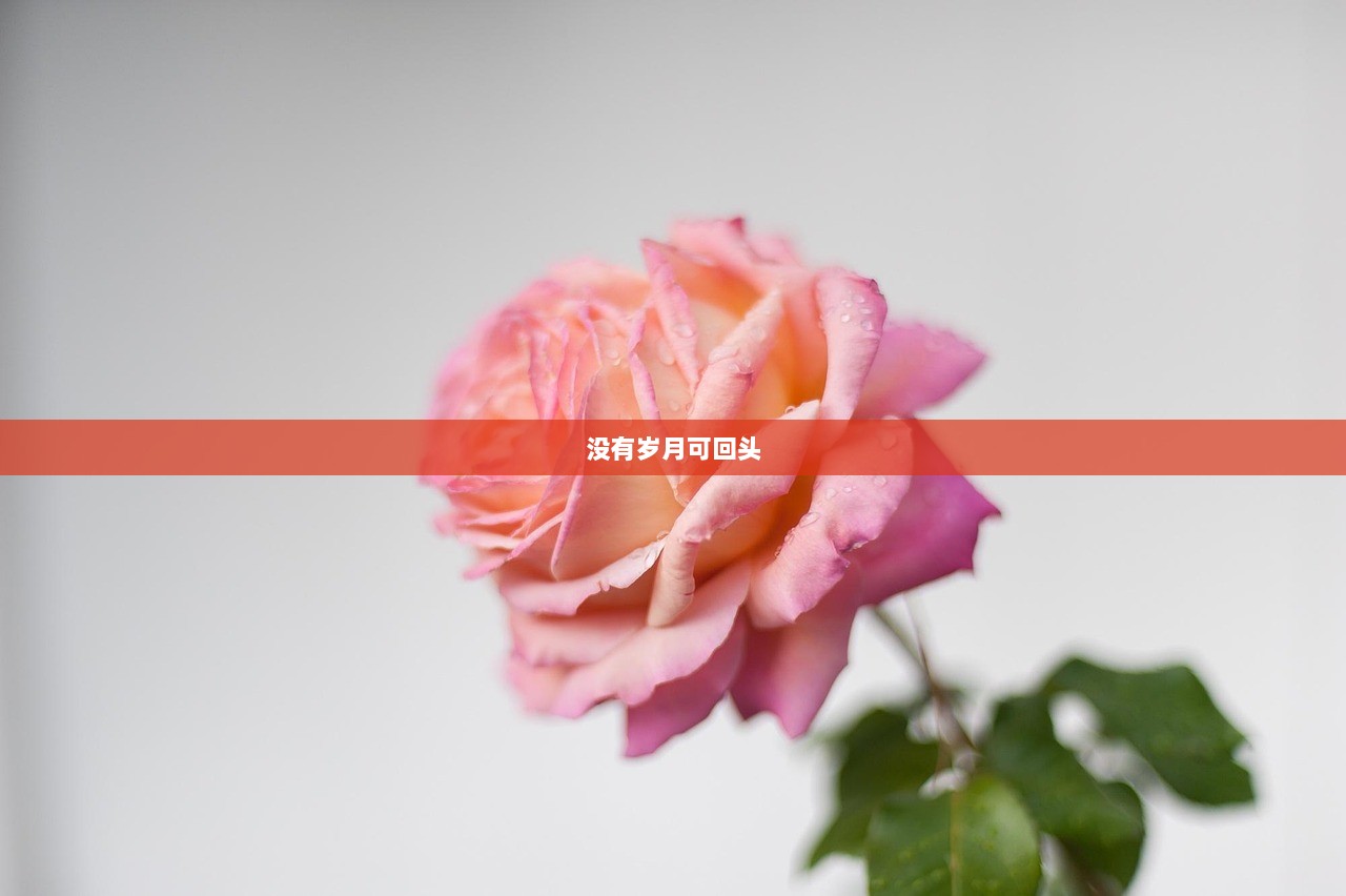 没有岁月可回头  第1张